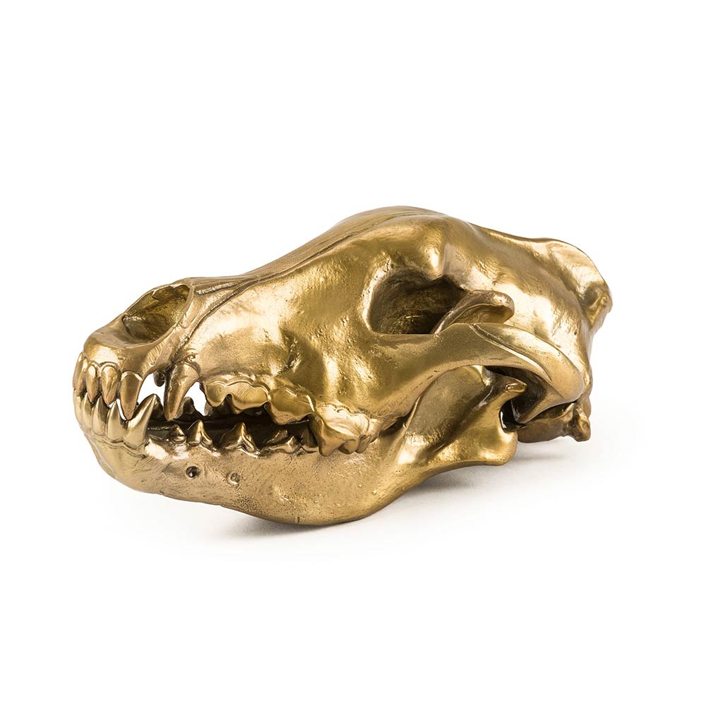 Wunderkammer Wolf Skull